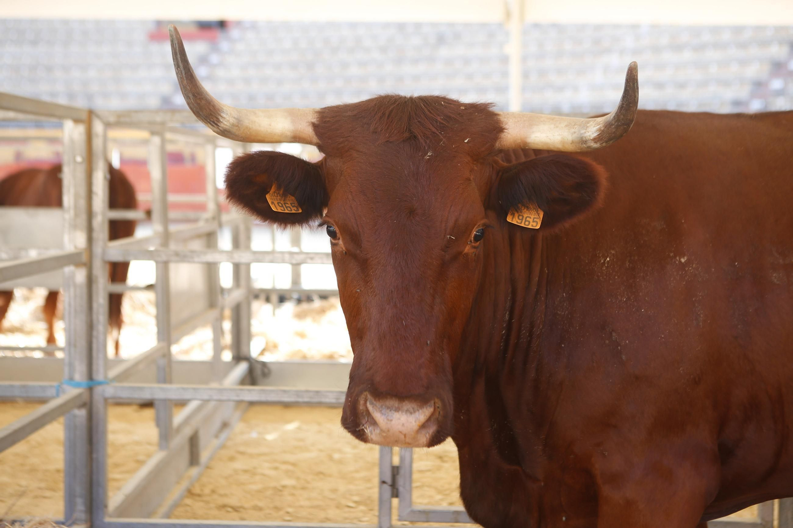 Fotos de la 147 feria del ganado en Algeciras