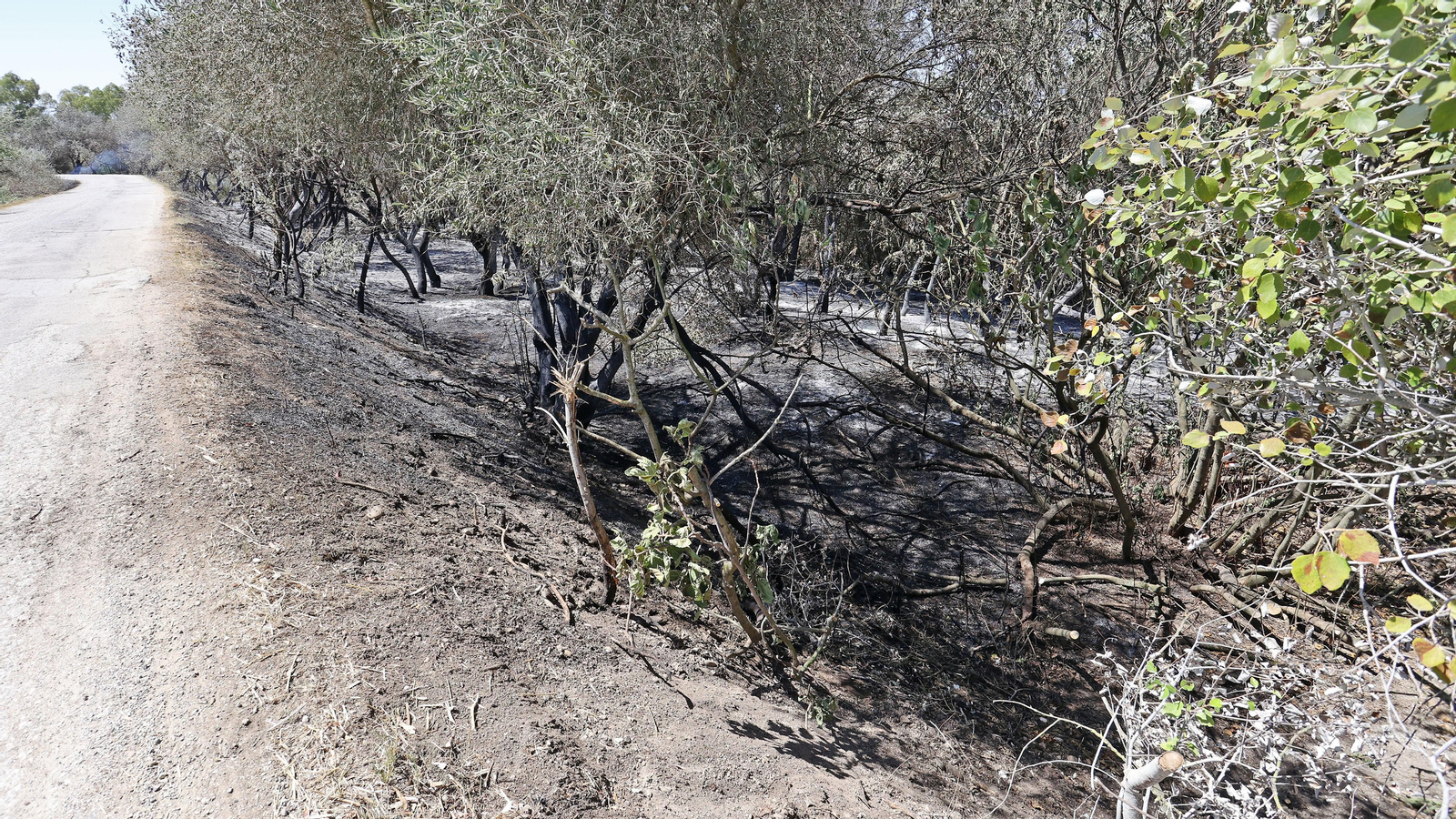 Infoca refresca la zona del incendio en La Ina