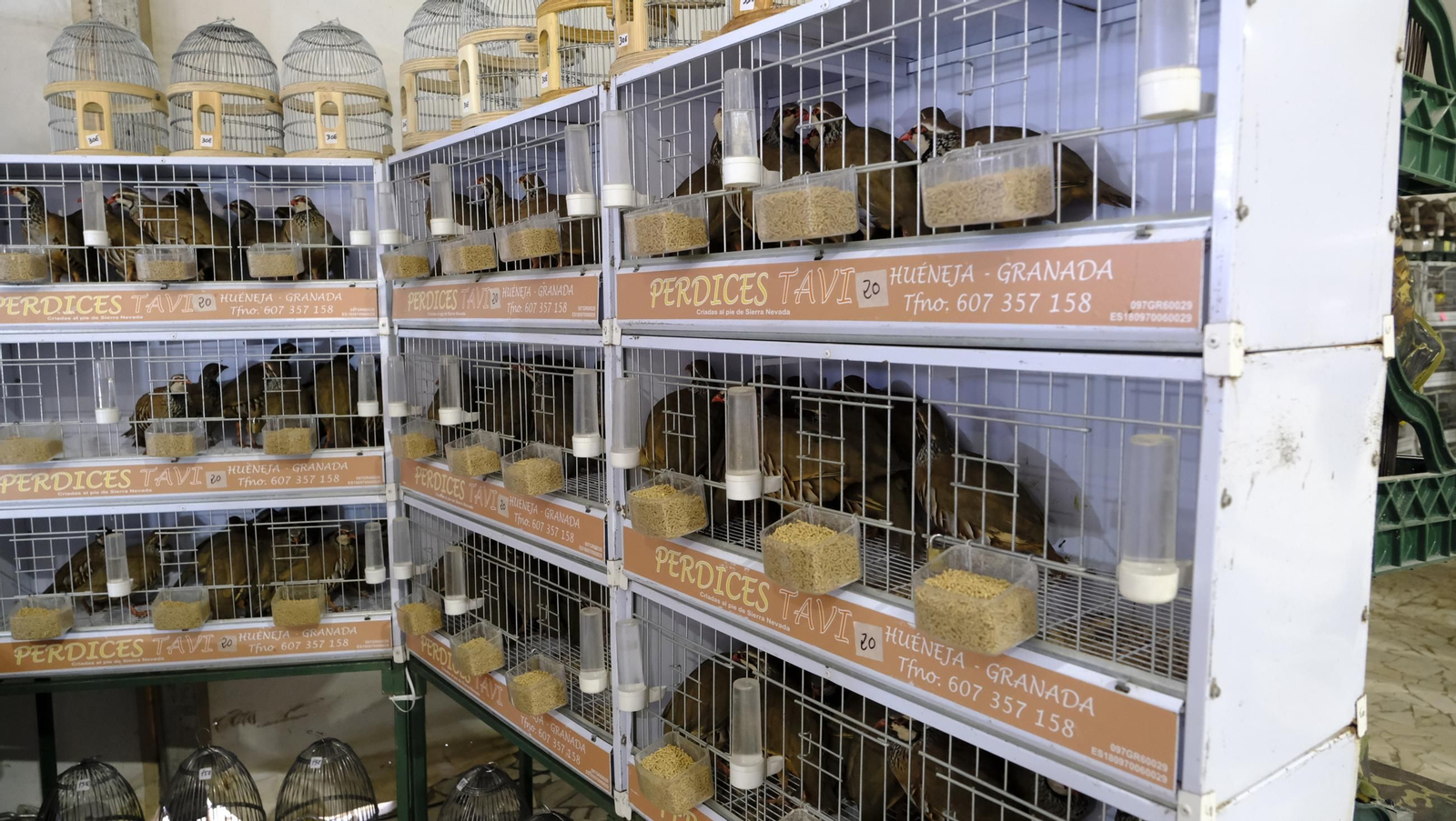 Las fotos de la Feria del Ganado y del Pájaro Perdiz en Albox