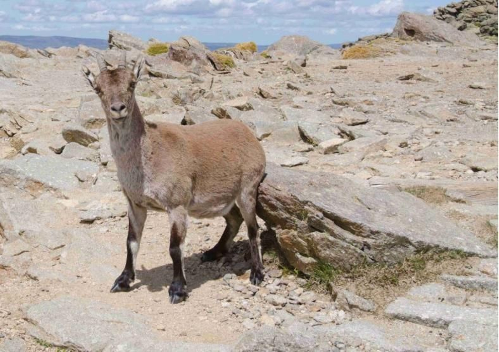 Si todavía no conoces las cabras montesas de Cazorla, ahora puedes verlas en su hábitat en la Cerrada del Utrero. Si todavía no conoces las cabras montesas de Cazorla, ahora puedes verlas en su hábitat en la Cerrada del Utrero.