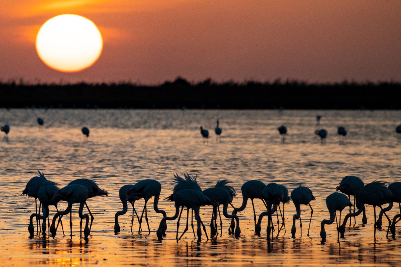Las imágenes de la  exposición de Carlos Romero sobre la vida silvestre en Veta La Palma.