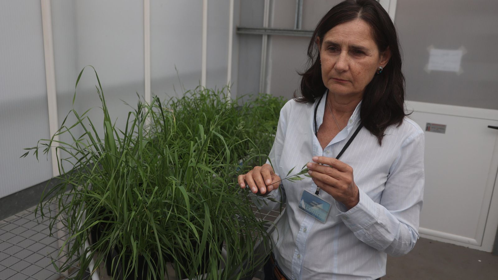 Motserrat Vilà, profesora de investigación en la Estación Biológica de Doñana.