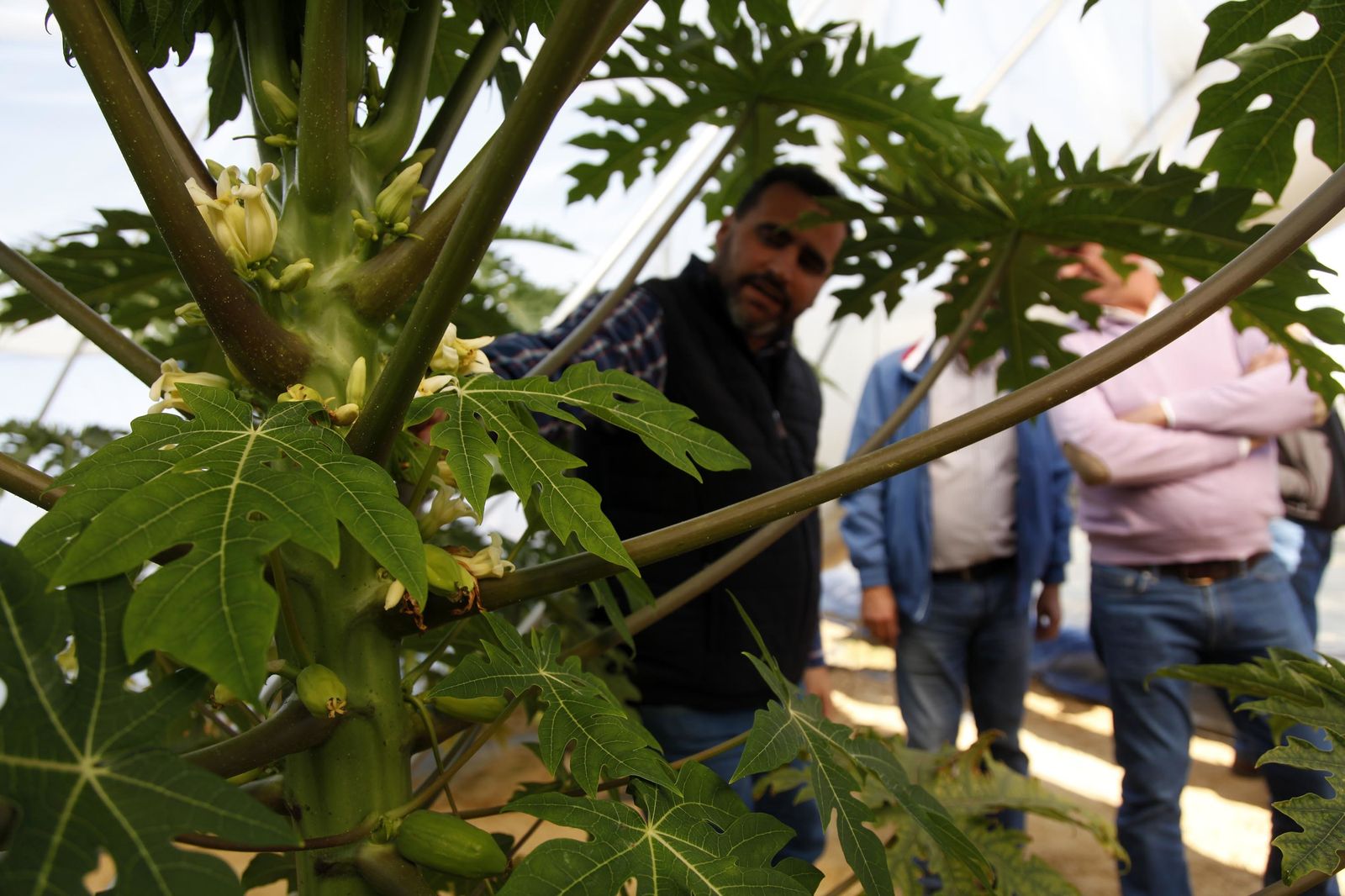 Inauguración de la finca experimental de  Onubafruit