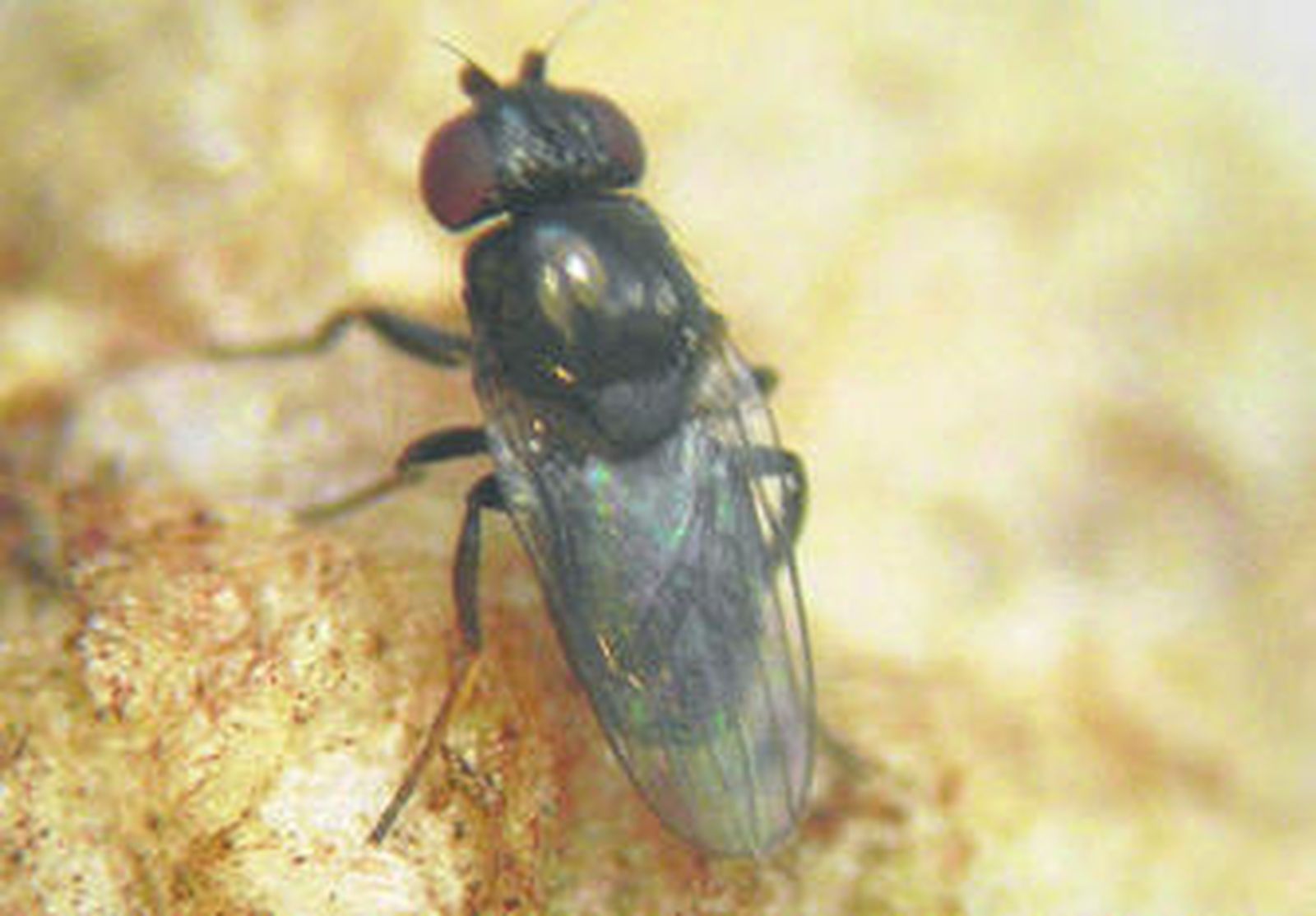 Detalle de la mosca descubierta por el biólogo jerezano.