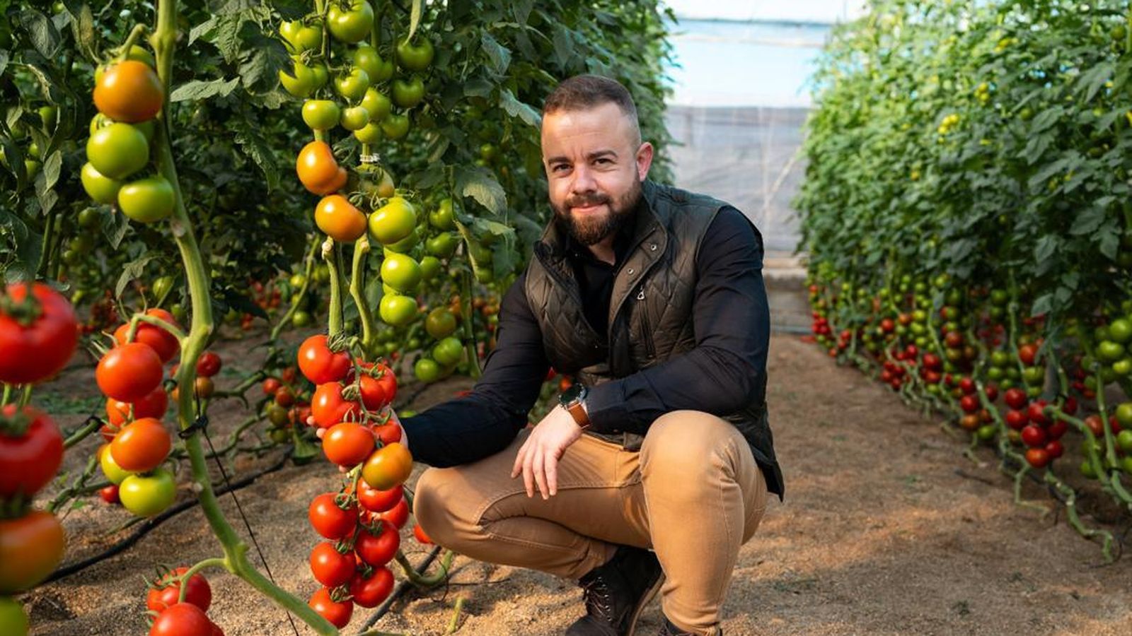 José muestra una rama de tomates en una finca.