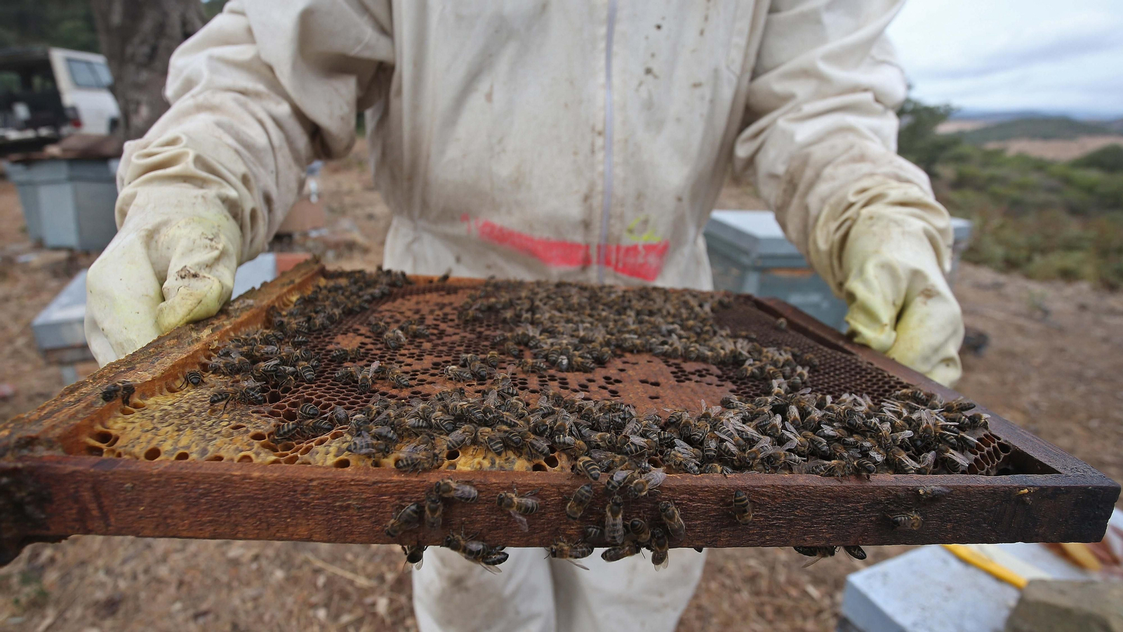 El arte de la apicultura en Los Barrios