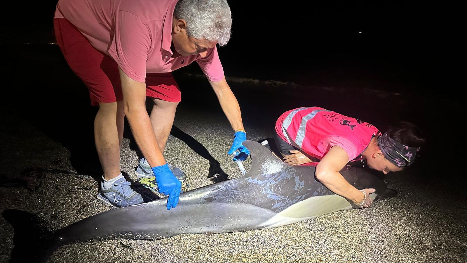 El animal fue sedado por miembros de la asociación Equinac.