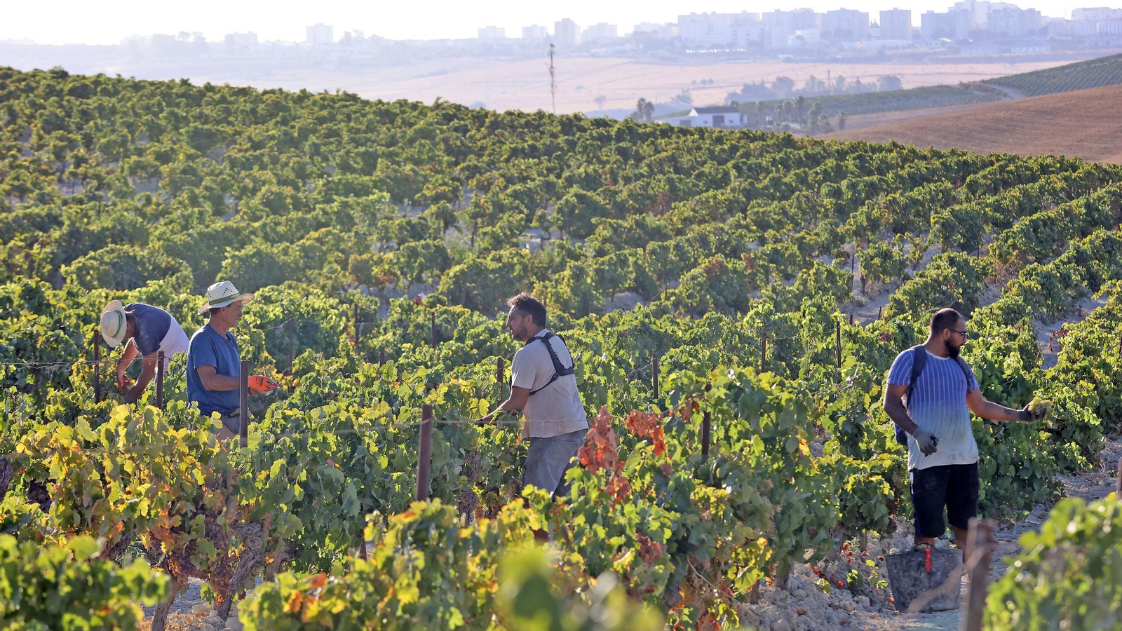 Vendimia a mano en la Viña El Caribe en Jerez