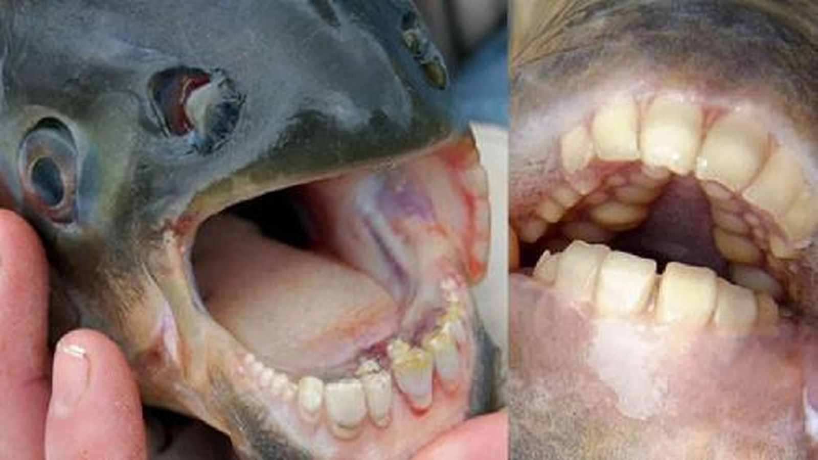 pacu