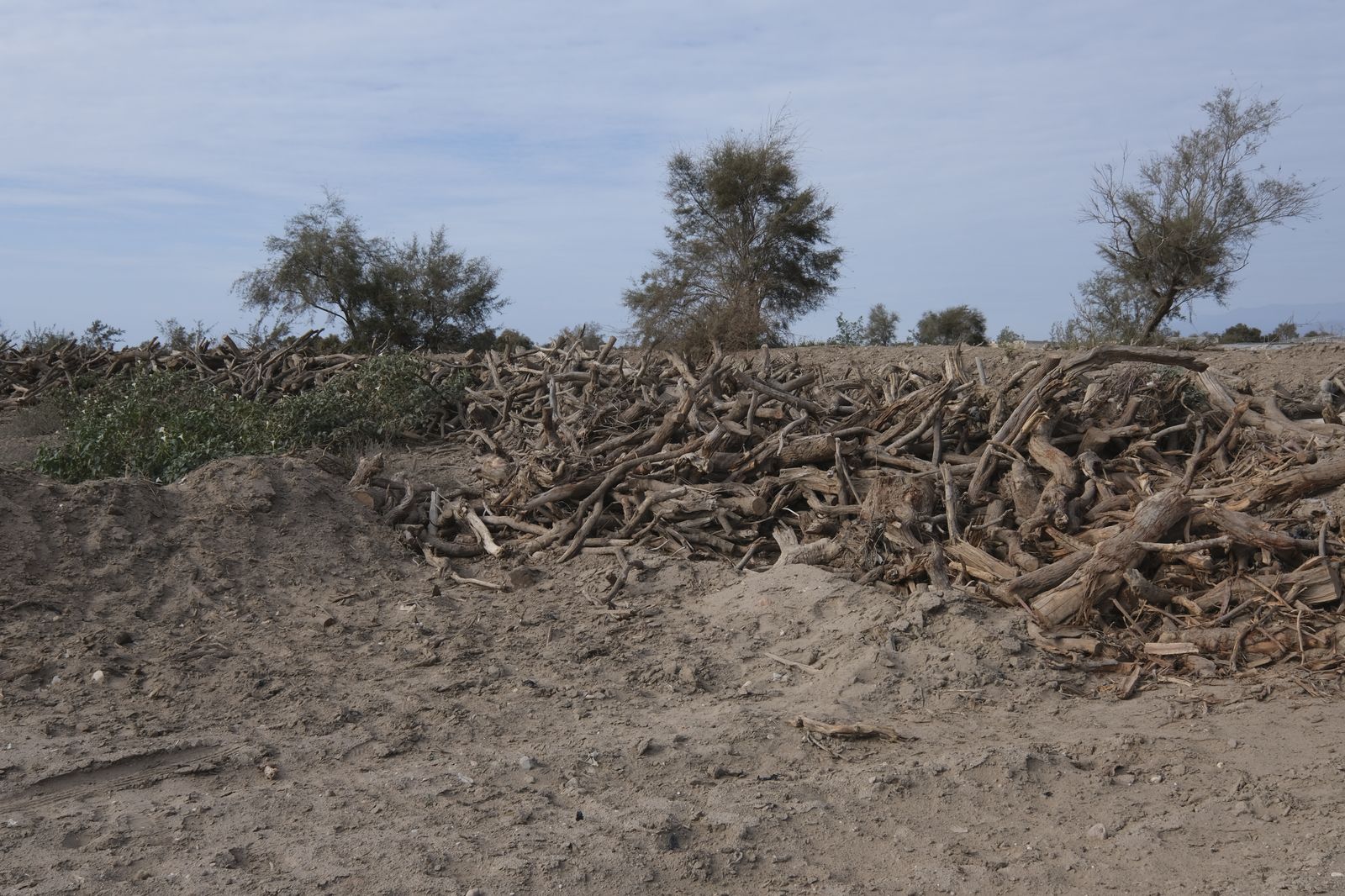 Restauración paisajística de la Rambla Morales, Cabo de Gata. Almería