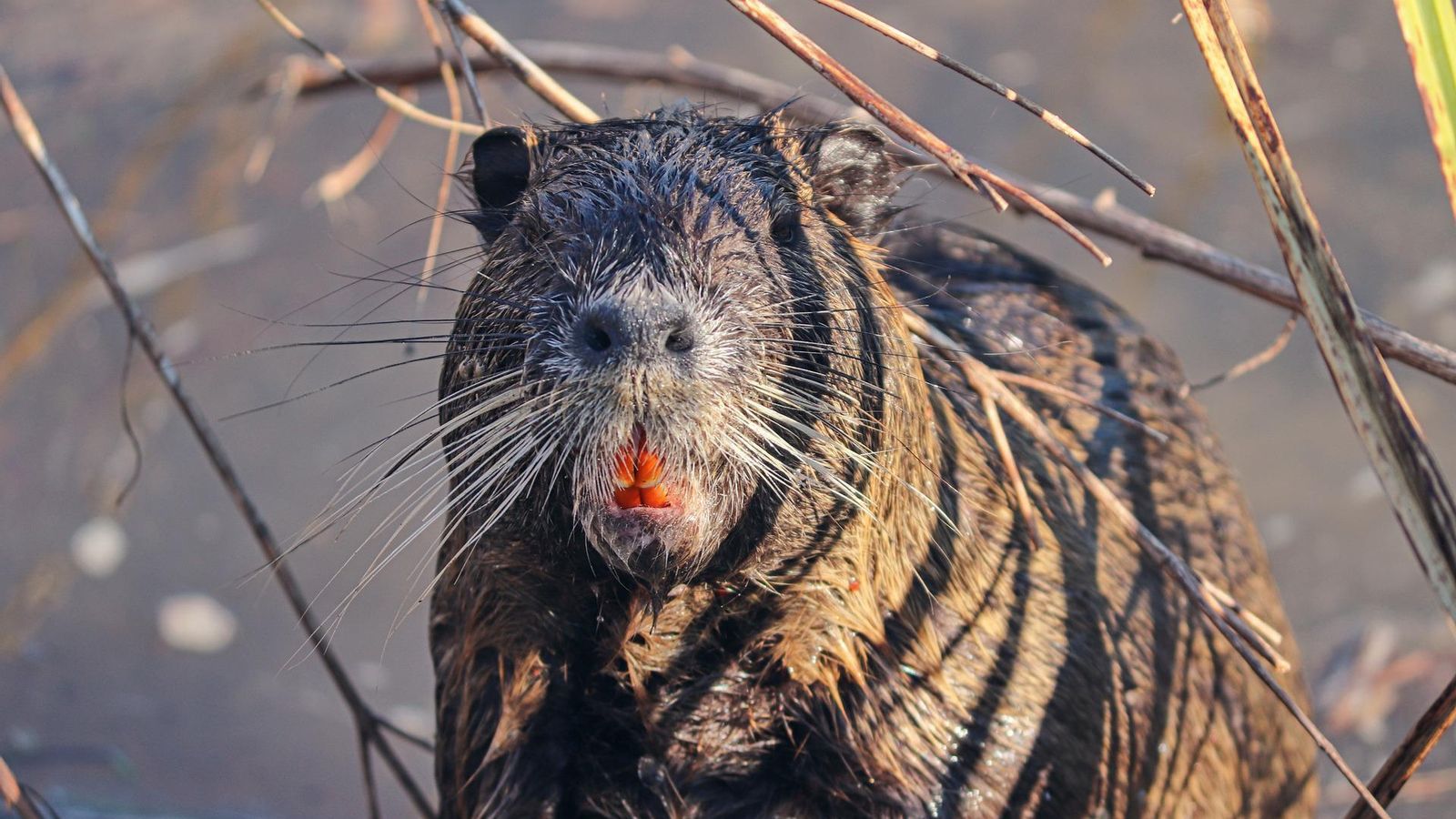 Estos animales a veces son confundidos con las nutrias por su parecido