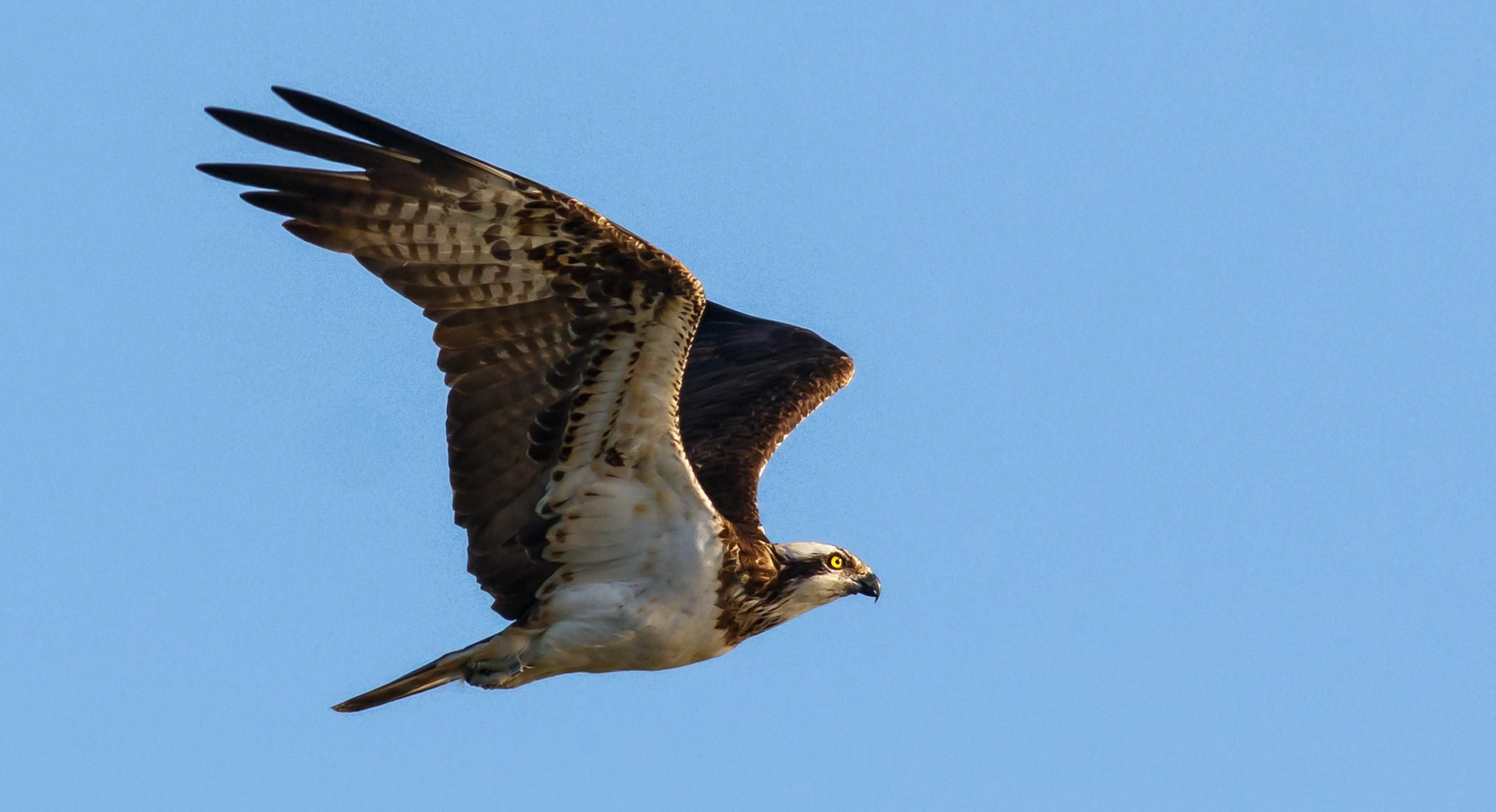Un águila pescadora en pleno vuelo.