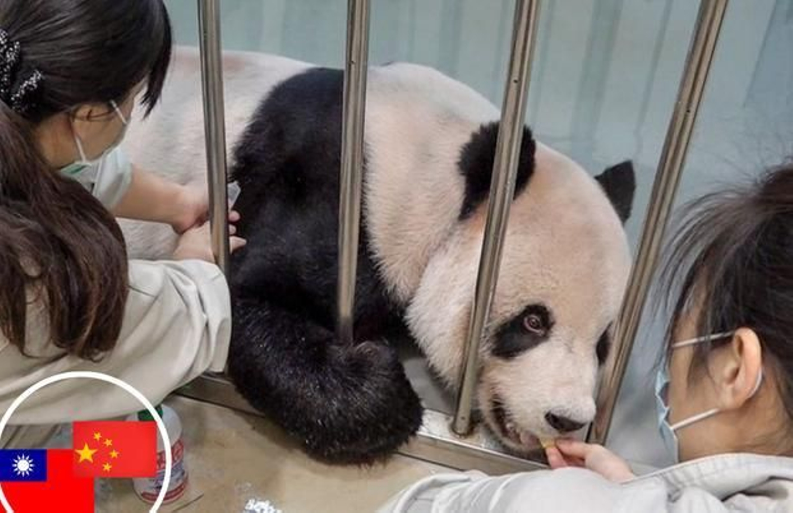 Oso panda acerca países enfrentados