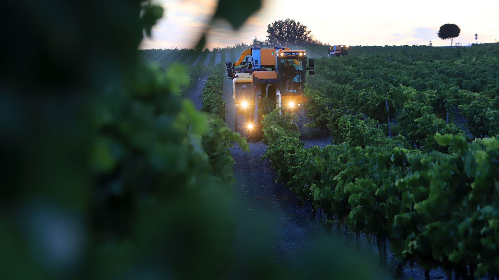 Comienza la vendimia nocturna en la Viña Montegilillo de Lustau