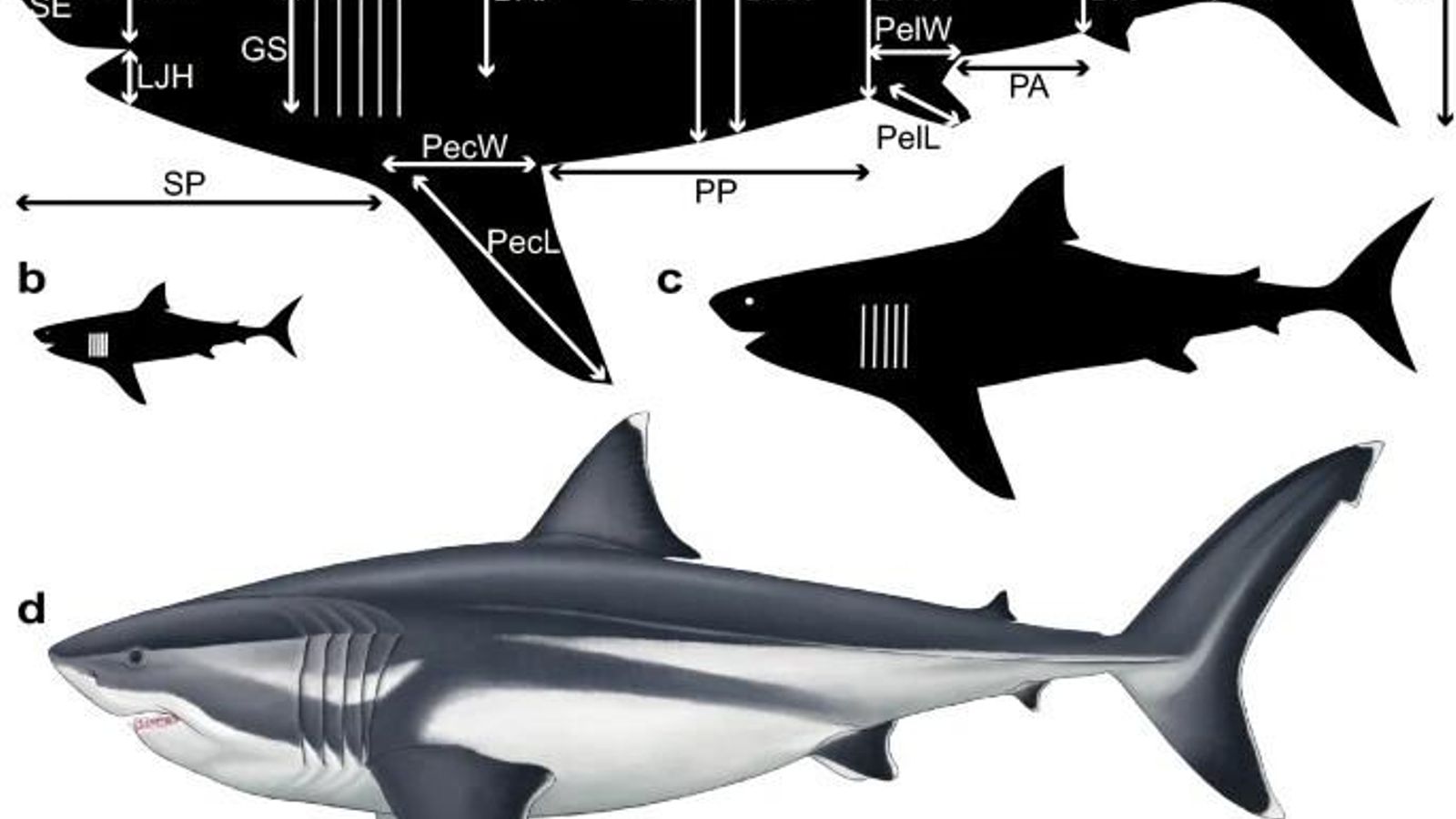 Dimensiones del extinto megalodón.
