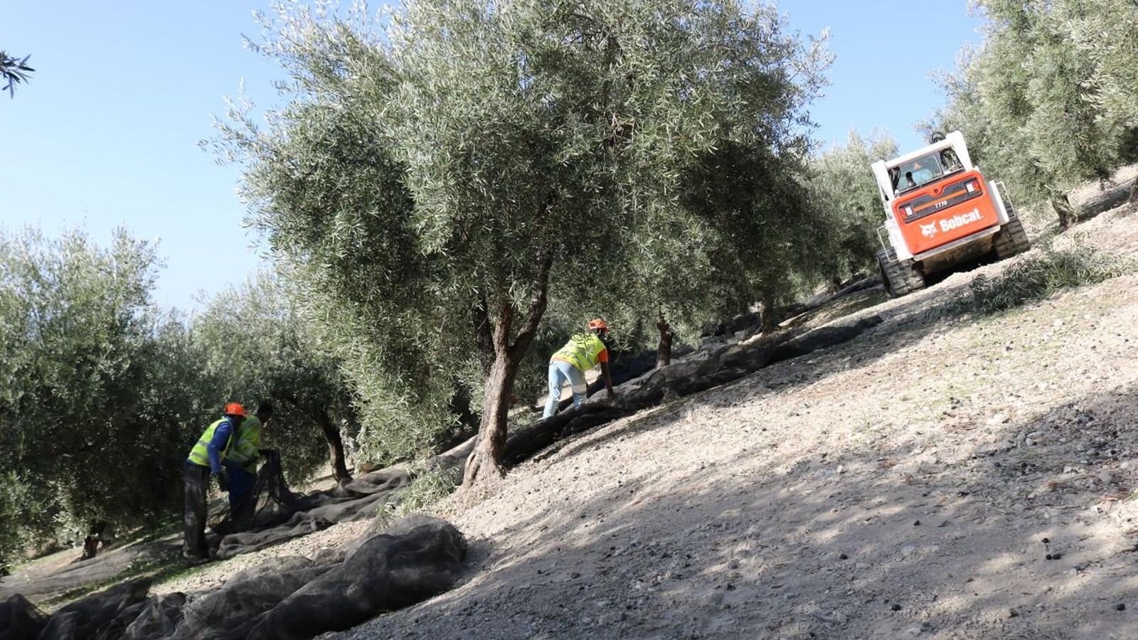 Pendiente en la que trabajan los agricultores de la Sierra Sur. Pendiente en la que trabajan los agricultores de la Sierra Sur.