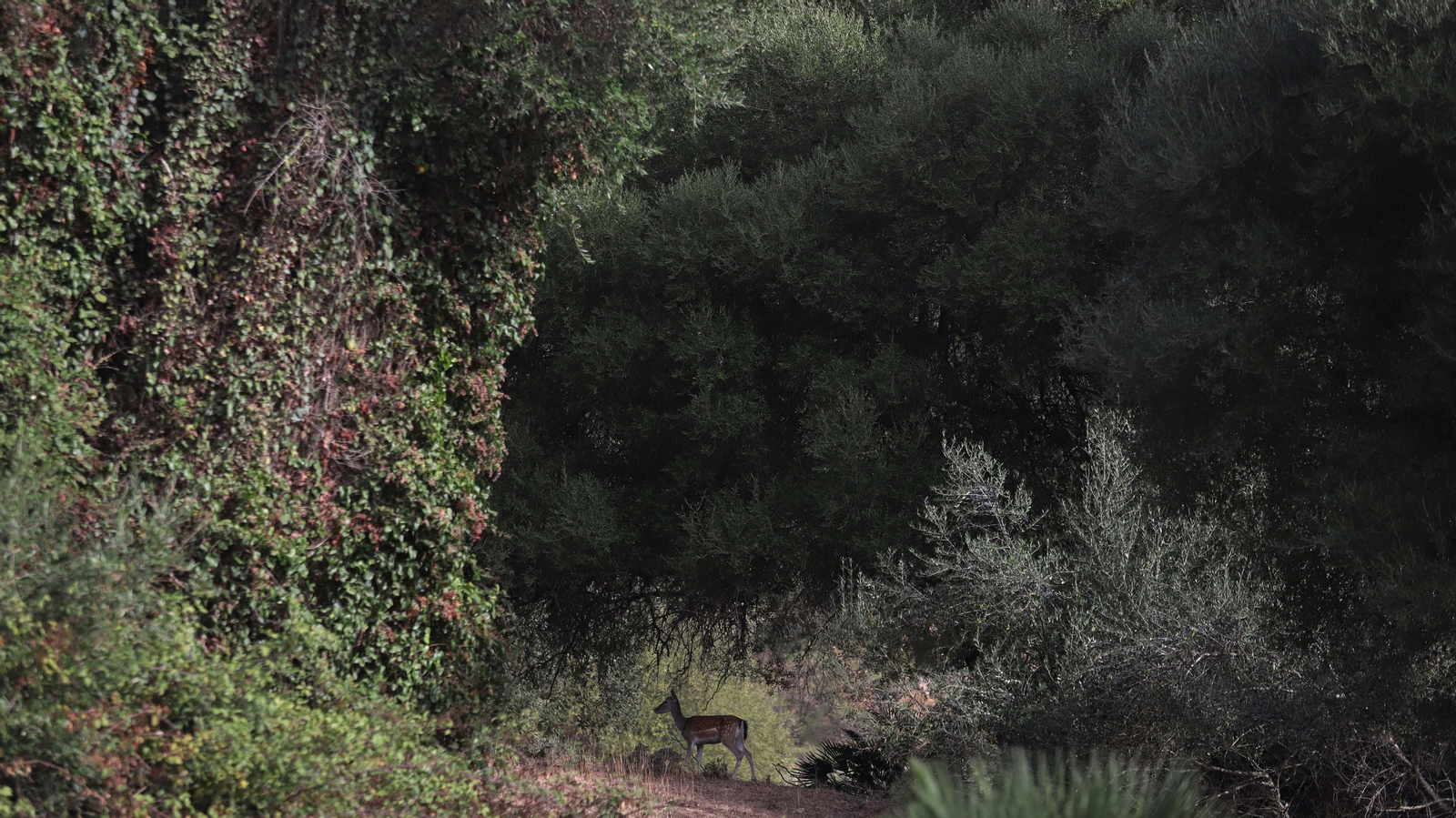 Fotos del sendero de la mariposa monarca en Castellar