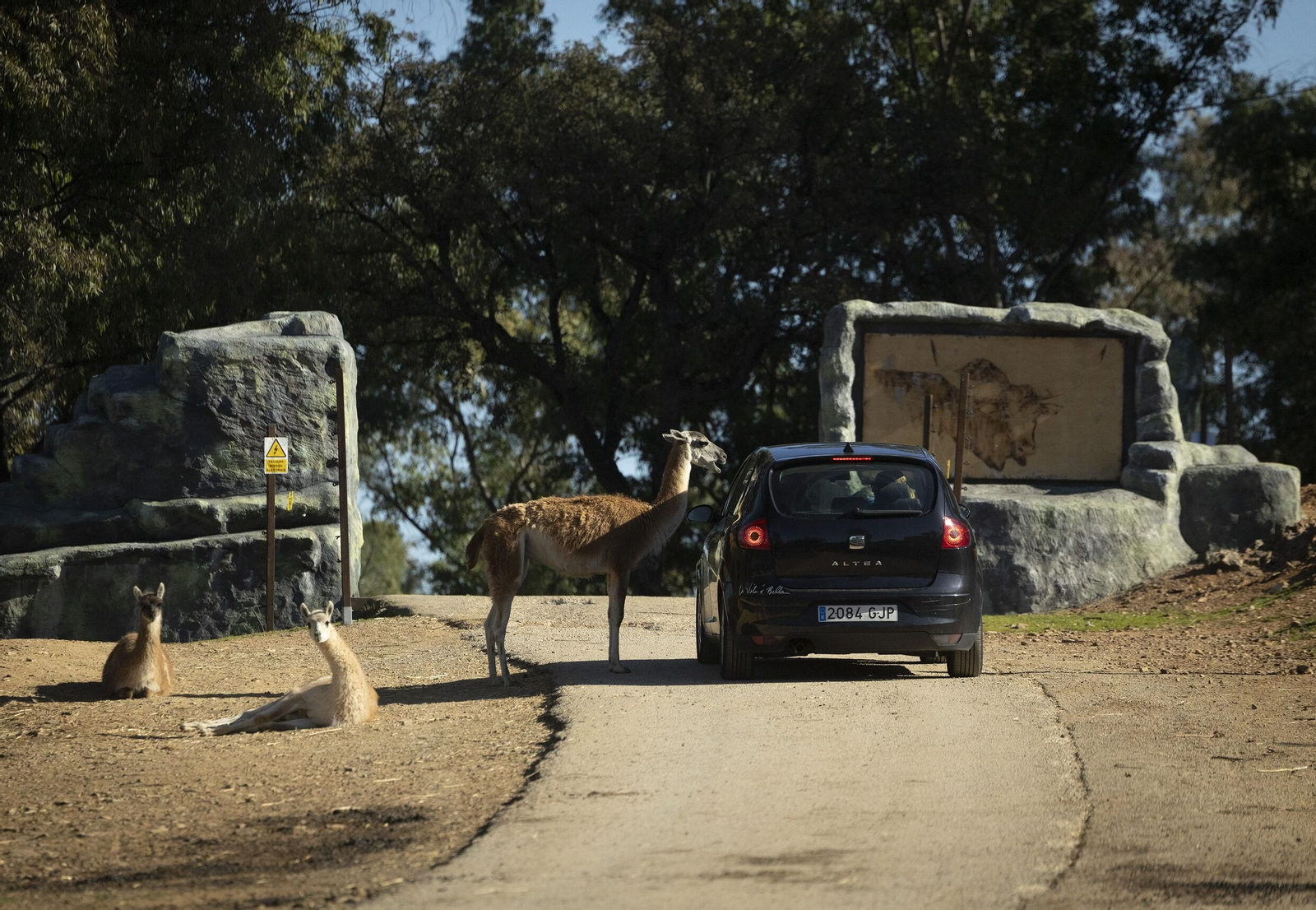 Uno de los animales que se acercan al coche en la Reserva de El Castillo de las Guardas Uno de los animales que se acercan al coche en la Reserva de El Castillo de las Guardas