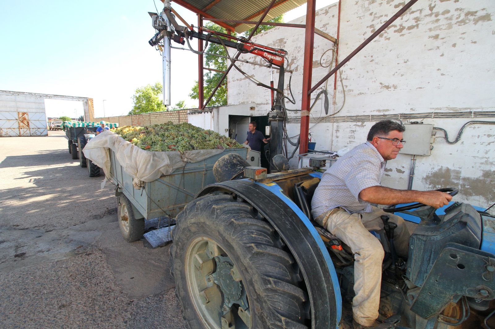 Imágenes de la vendimia en el Condado de Huelva.