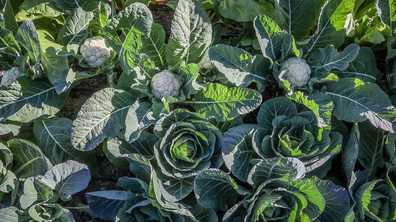 Huerto ecológico y educativo en Los Marianistas