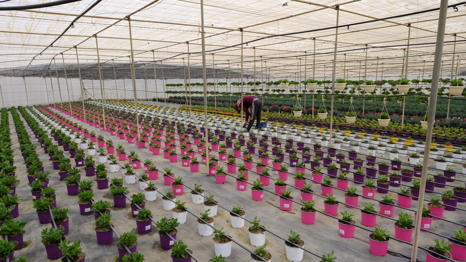 La producción ronda en esta explotación las 110.000 unidades de macetas al año