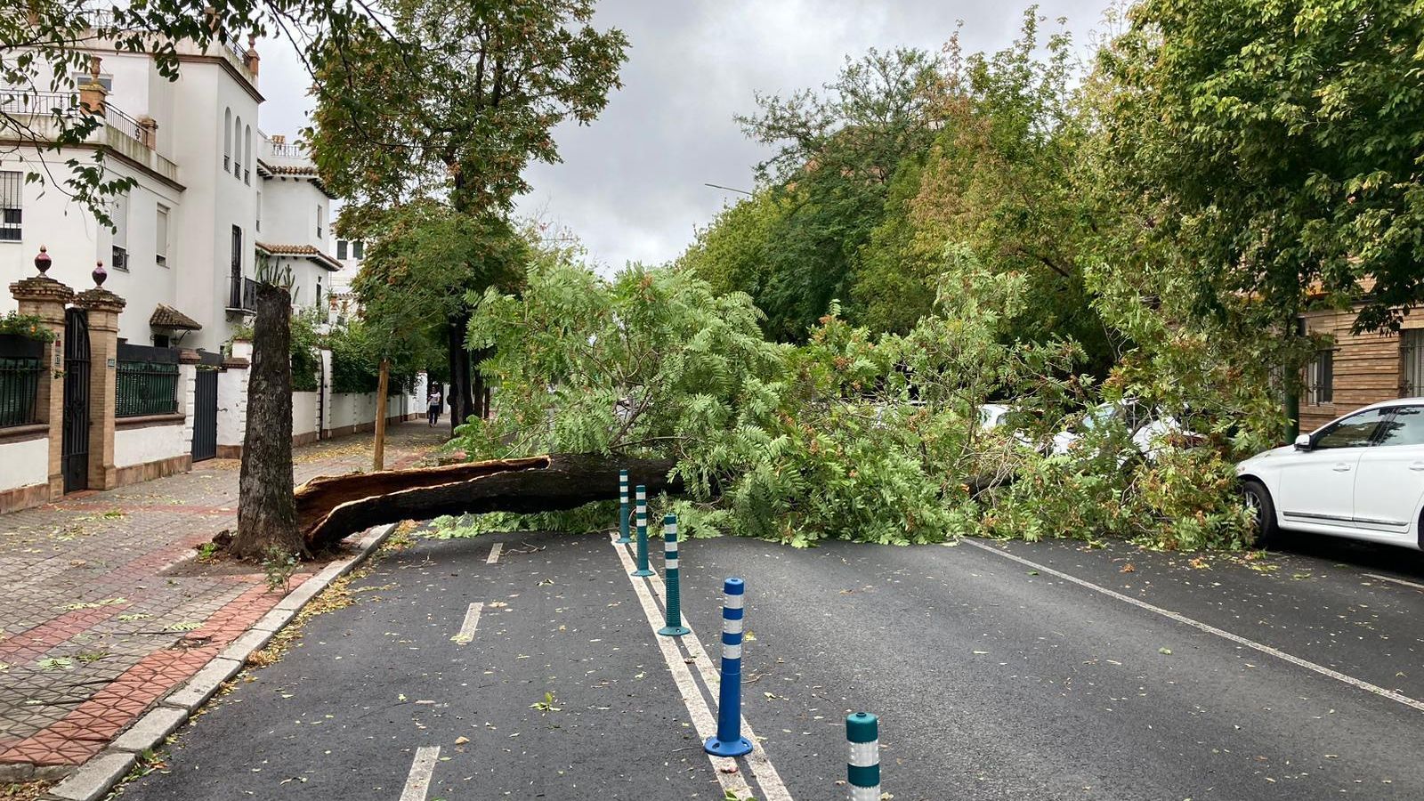 Un árbol de gran porte, en el suelo en la calle Padre García Tejero.