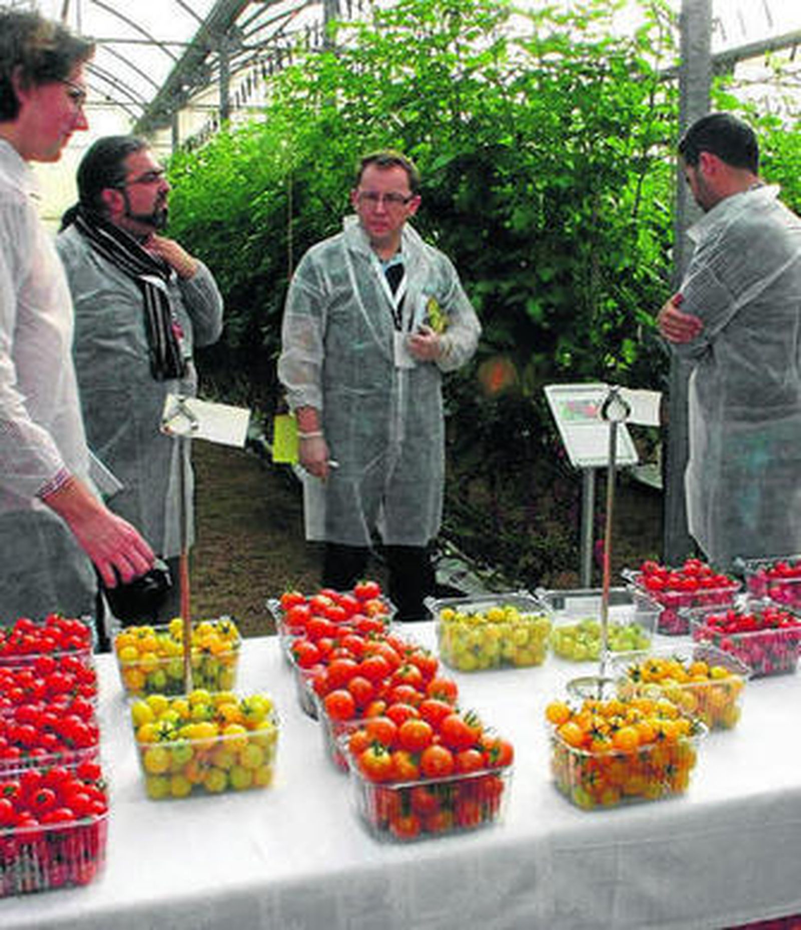 Syngenta muestra el potencial del tomate snack en sus investigaciones.