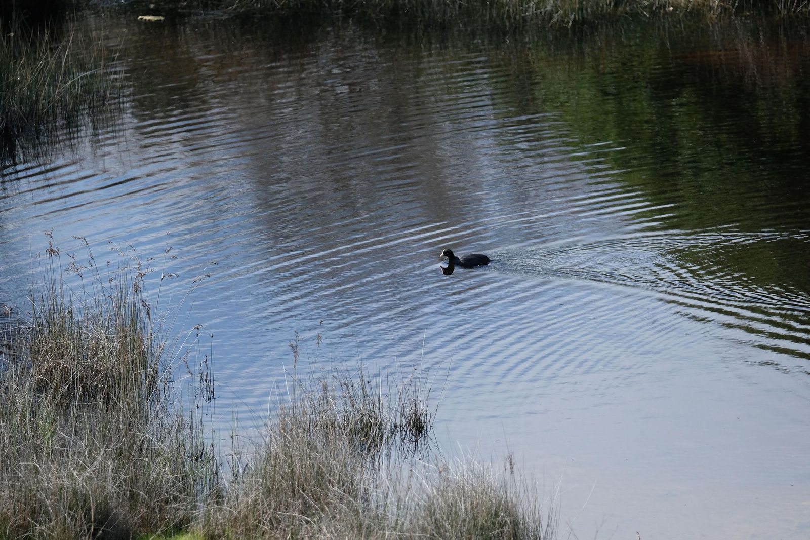 Las lluvias transforman el paisaje en el interior de Málaga, en imágenes