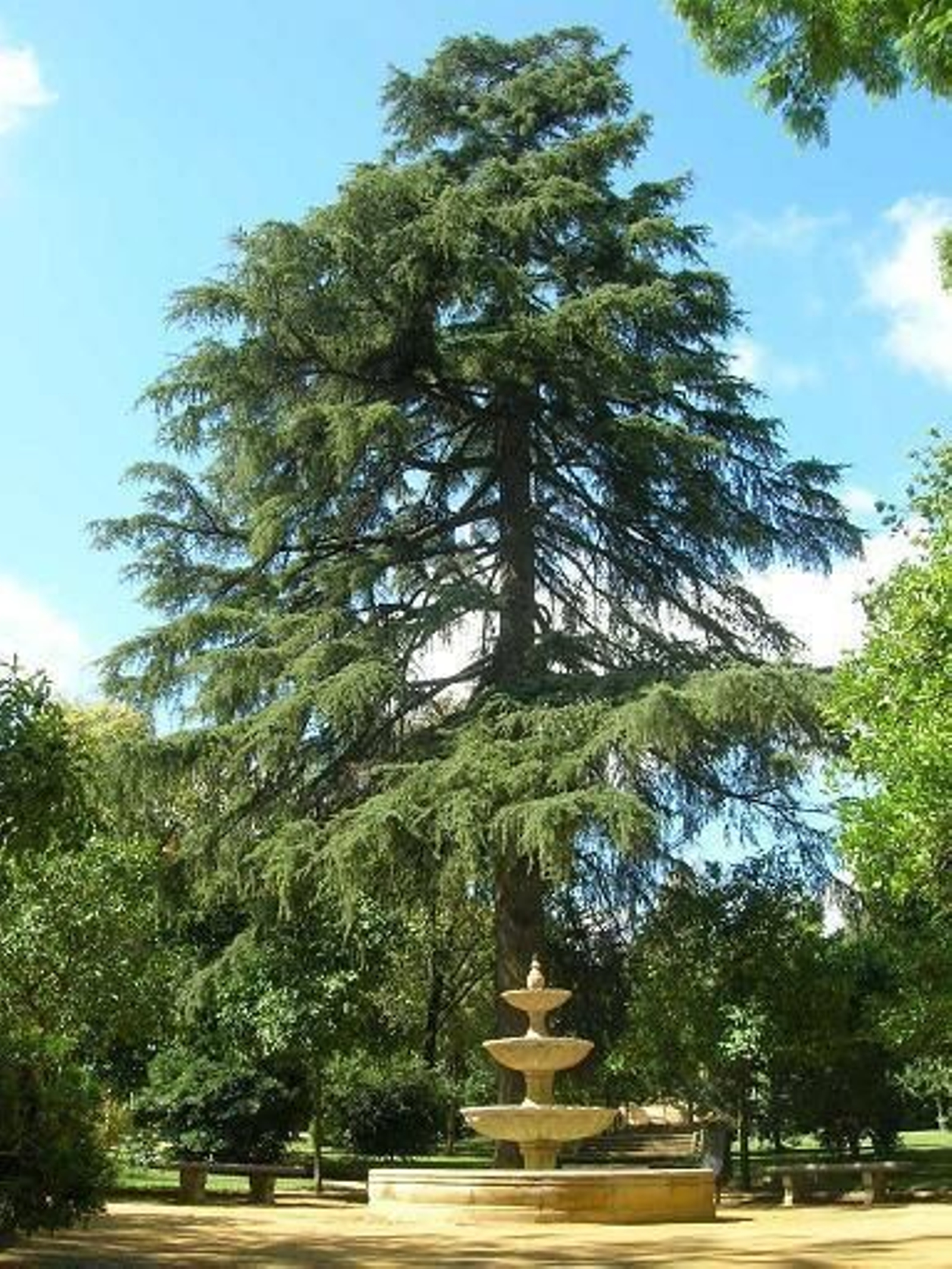 Imagen del cedro del Himalaya.
