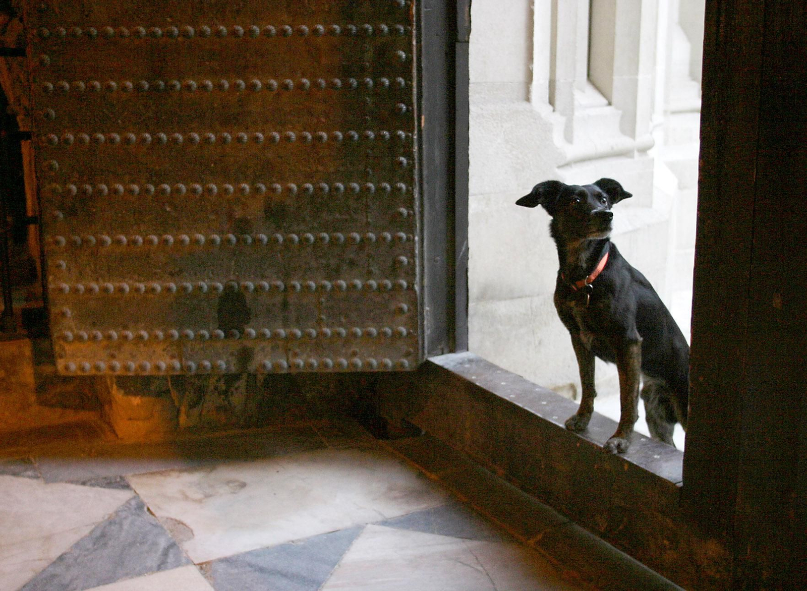 LIGERO (III): Memorias de un perro viejo