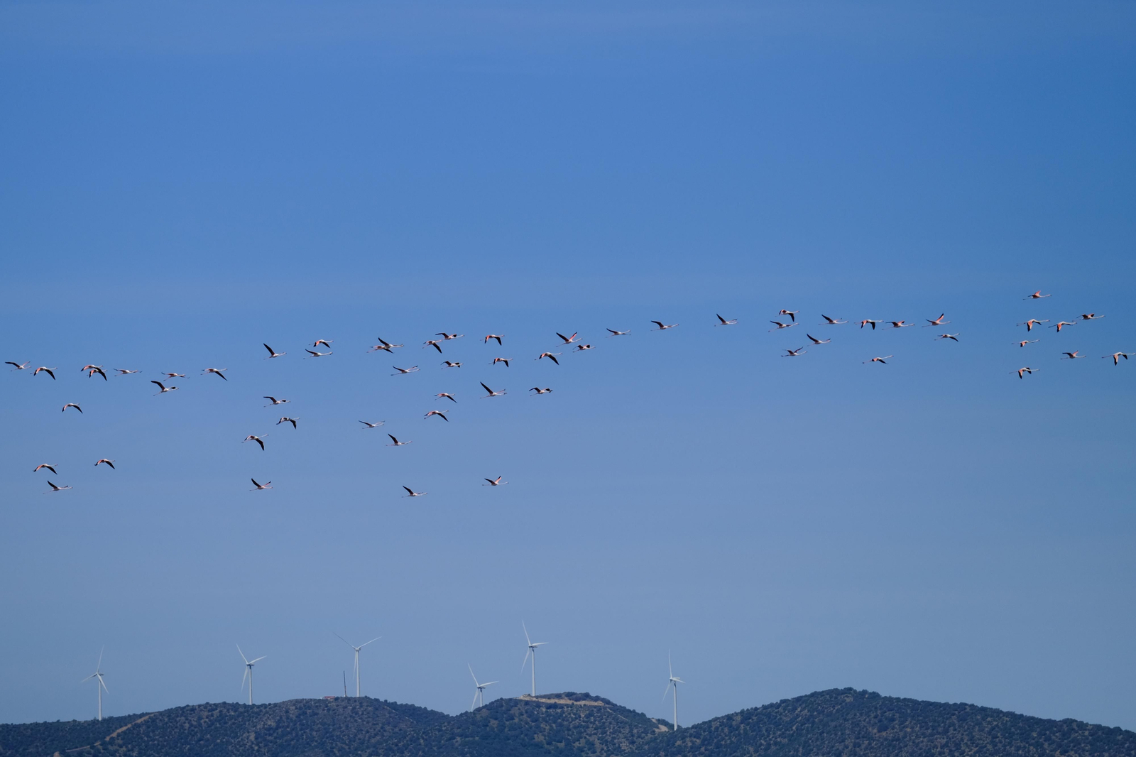 Miles de flamencos llegan a Fuente de Piedra tras las lluvias, en fotos.