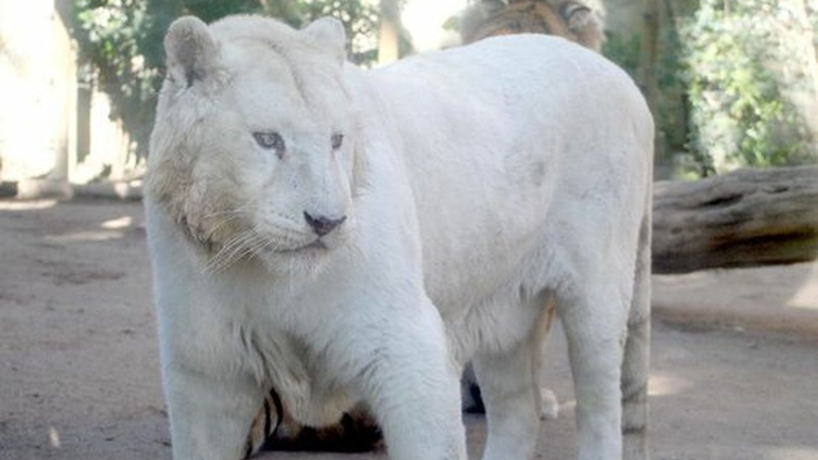 Kiyosu, el tigre blanco que vivió 16 años en Jerez.
