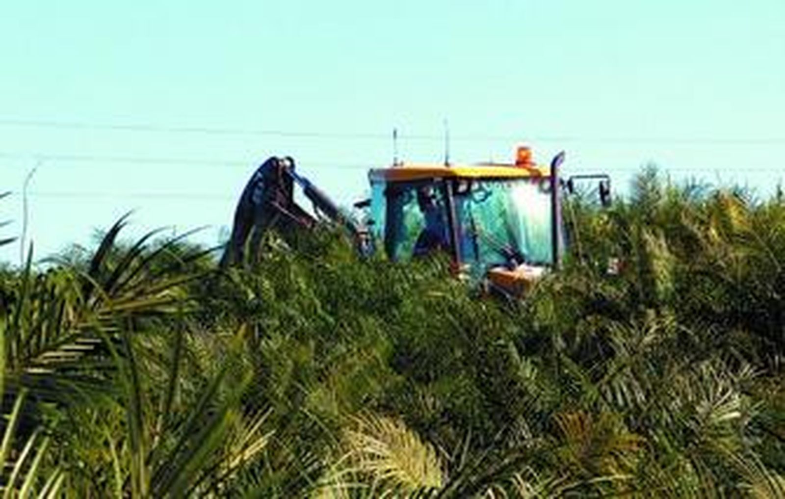 Una de las máquinas, ayer, entre las palmeras del vivero.