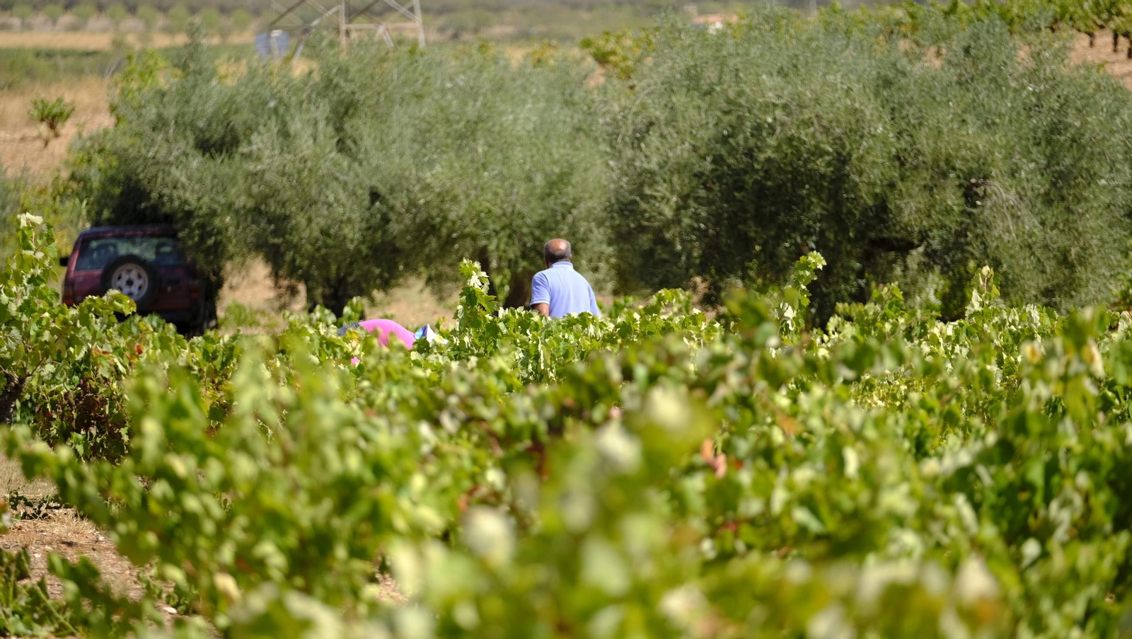 La vendimia en la Bodega Cortijo del Cura de Laujar, en imágenes