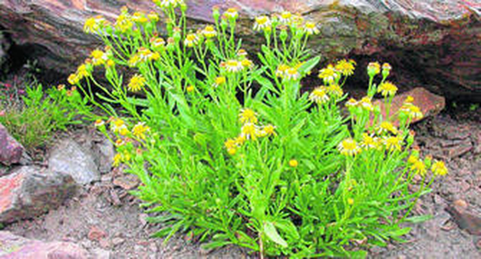 Senecio nevadensis. El suzón de Sierra Nevada es una planta exclusiva de la alta montaña nevadense.