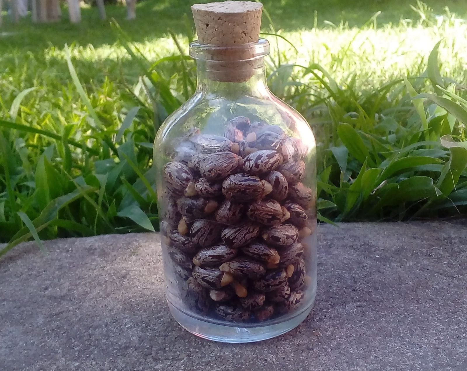 Semillas de ricino, de las que se obtiene la ricina, un veneno mortal descubierto en 1888 por el químico estonio Peter Hermann Stillmark.