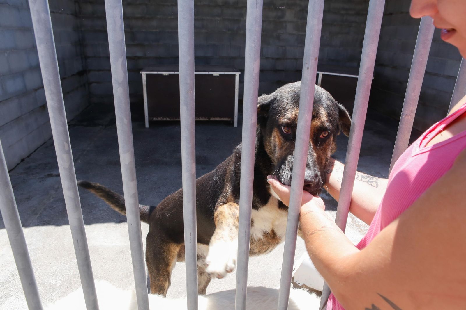 Las fotos de la protectora de animales de La Línea El gato andaluz