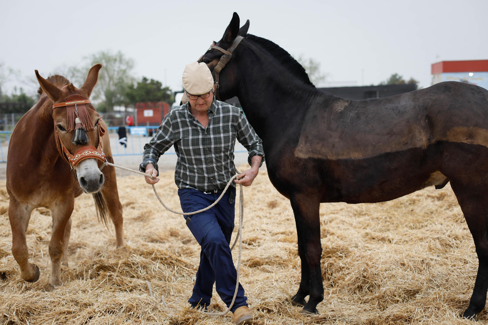Galería de la Feria  de ganado en Tarambana