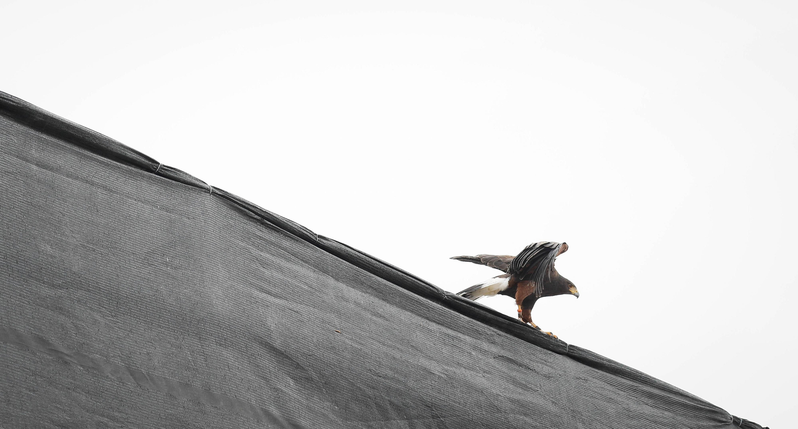 Galería de la Feria  de ganado en Tarambana