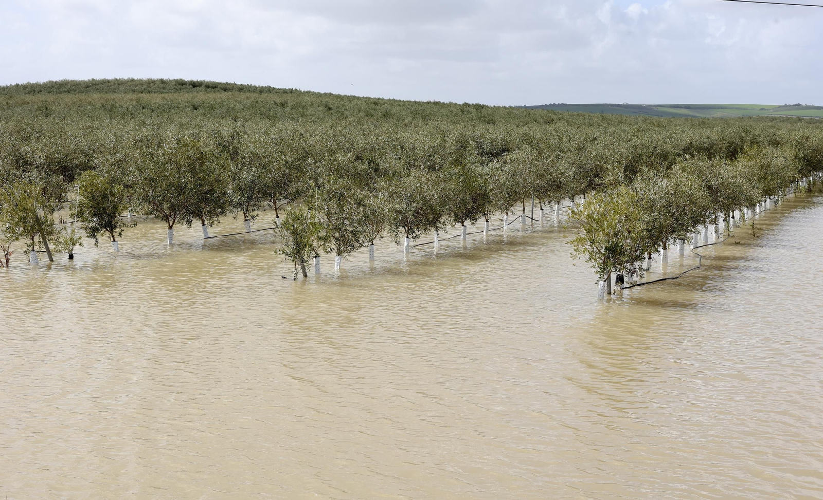 El campo en Lebrija inundado tras las lluvias