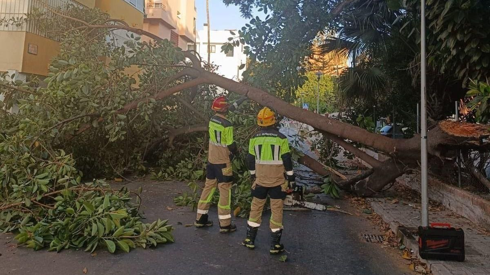 Operarios retirando la rama