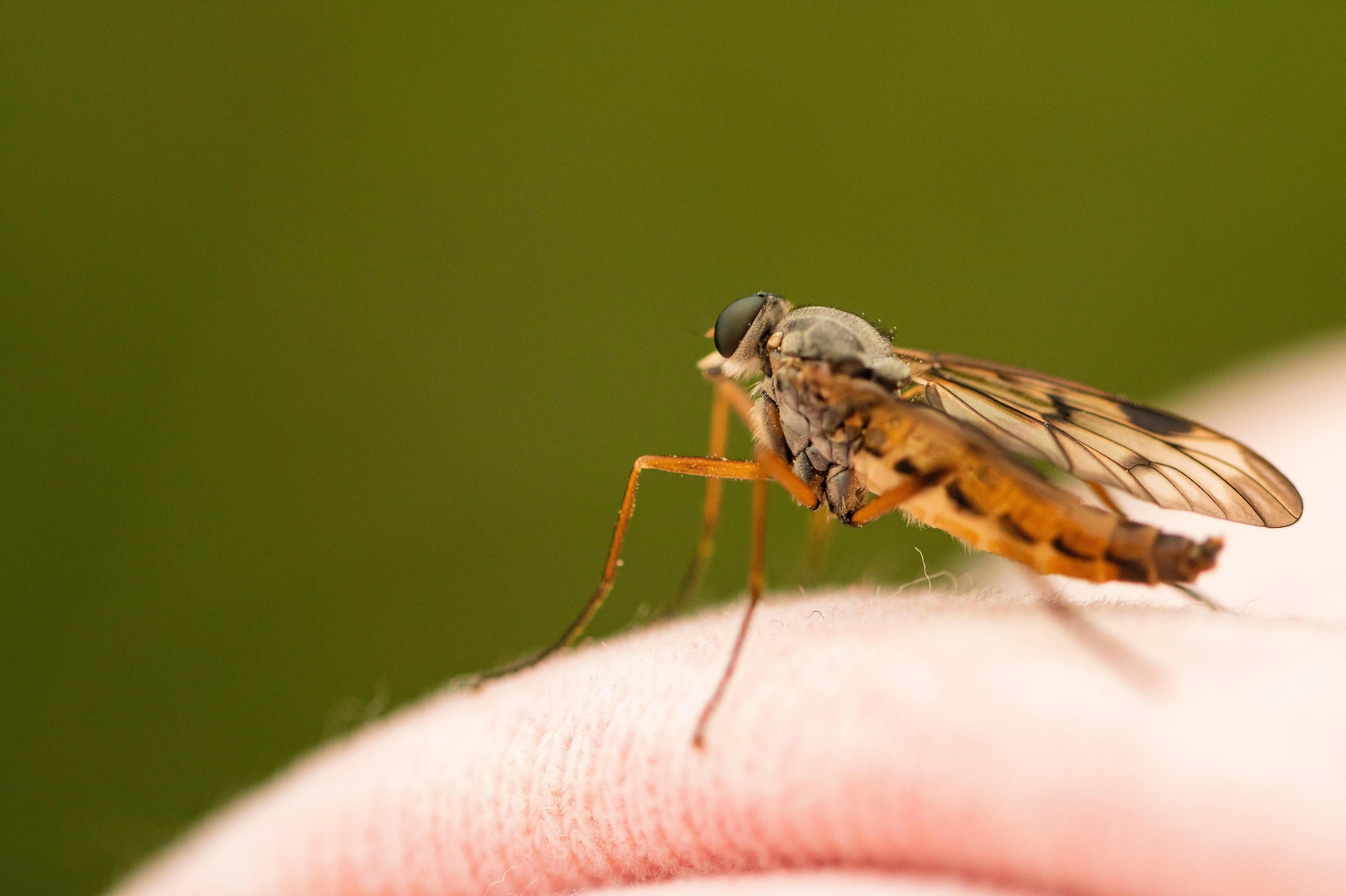 Picaduras de mosquitos durante verano