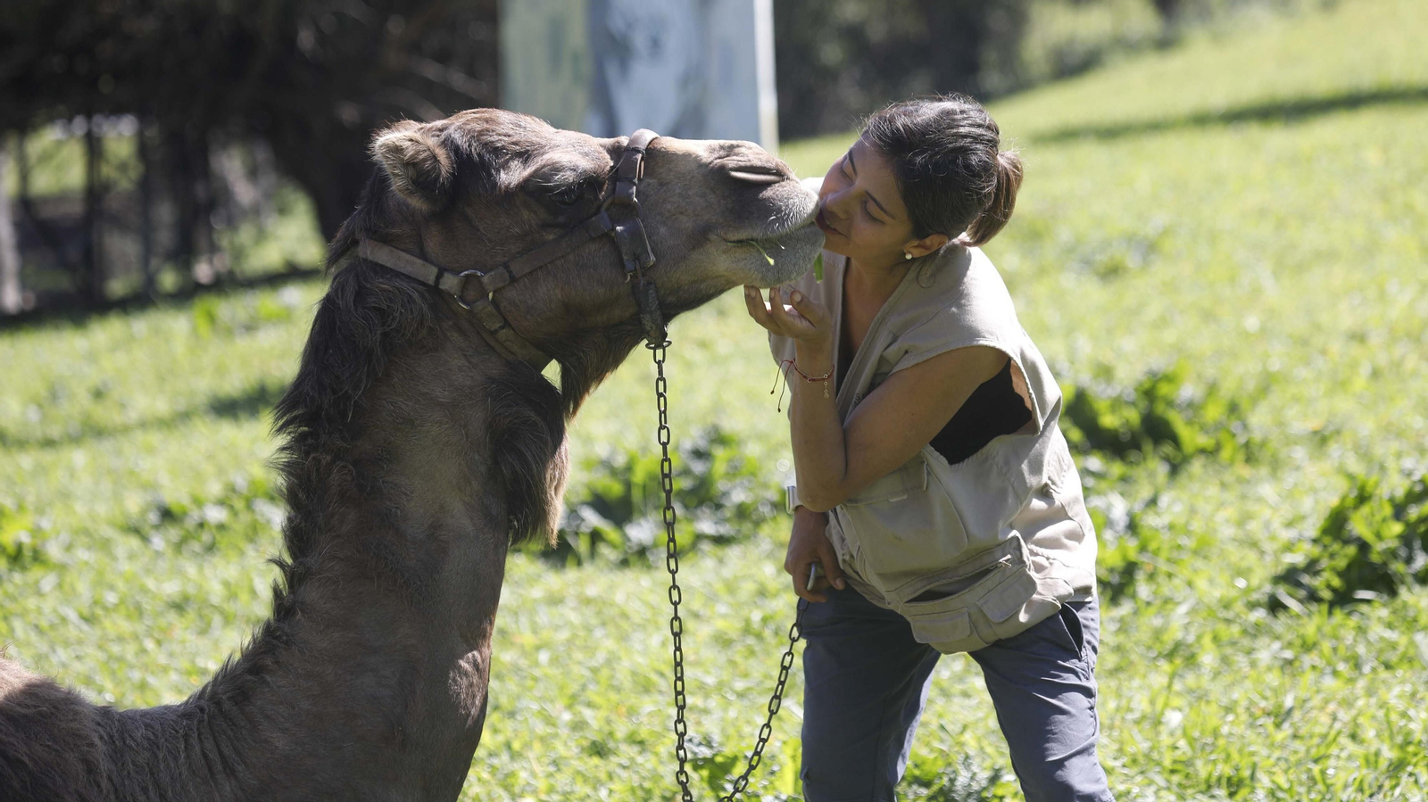 Las fotos del tigre de bengala, en la reserva "La pequeña África"