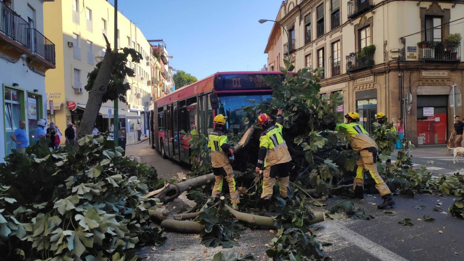 Los bomberos retiran a trozos el árbol caído