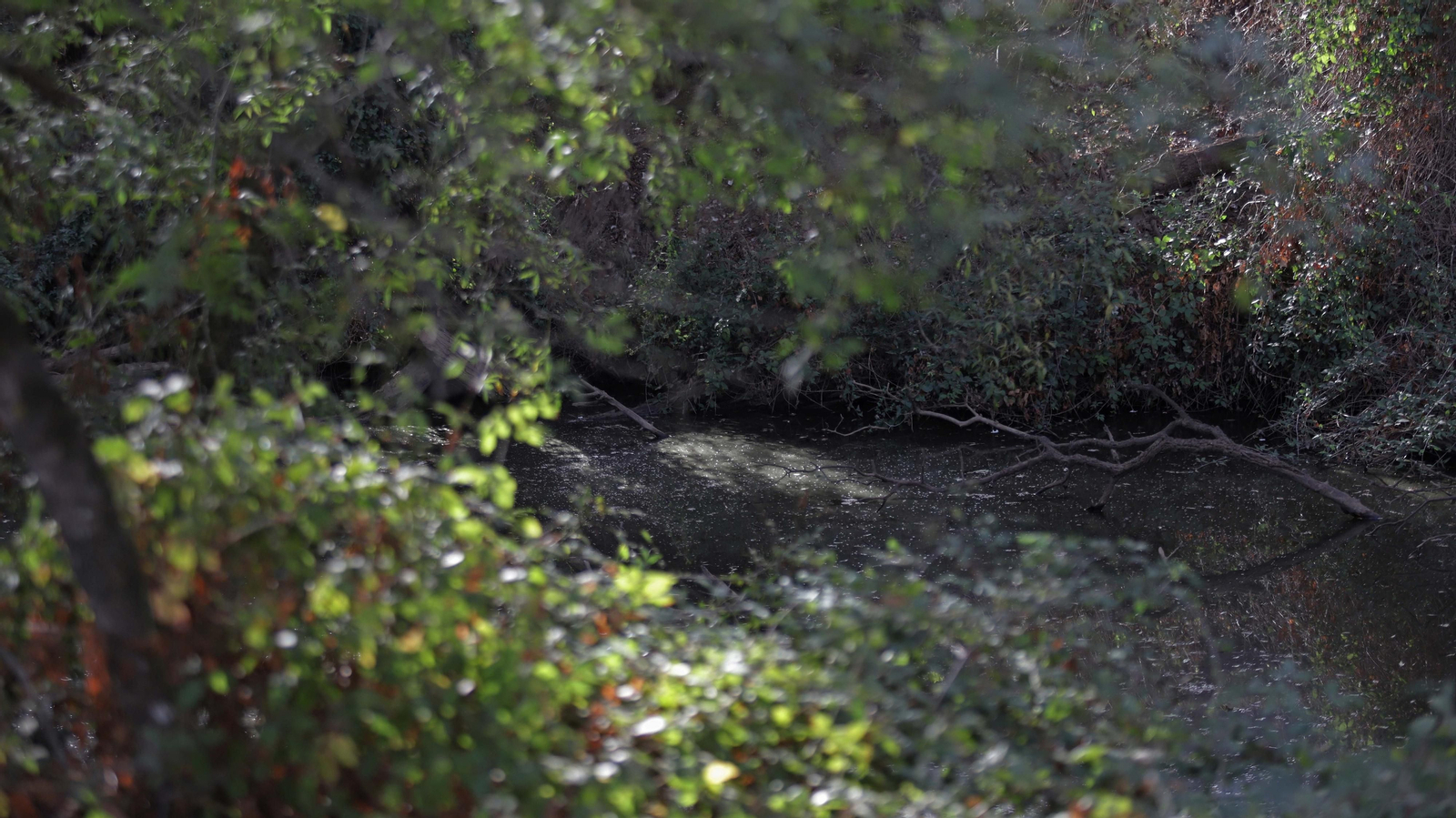 Fotos del sendero de la mariposa monarca en Castellar