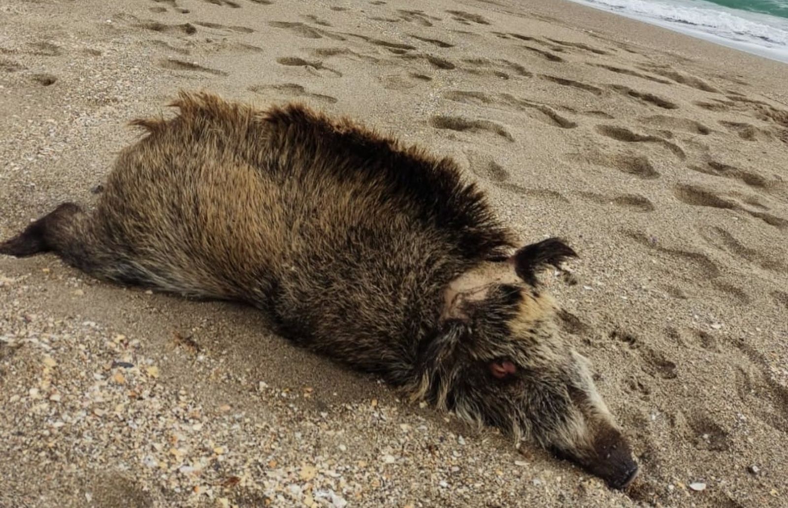 El animal que ha sido encontrado sin vida