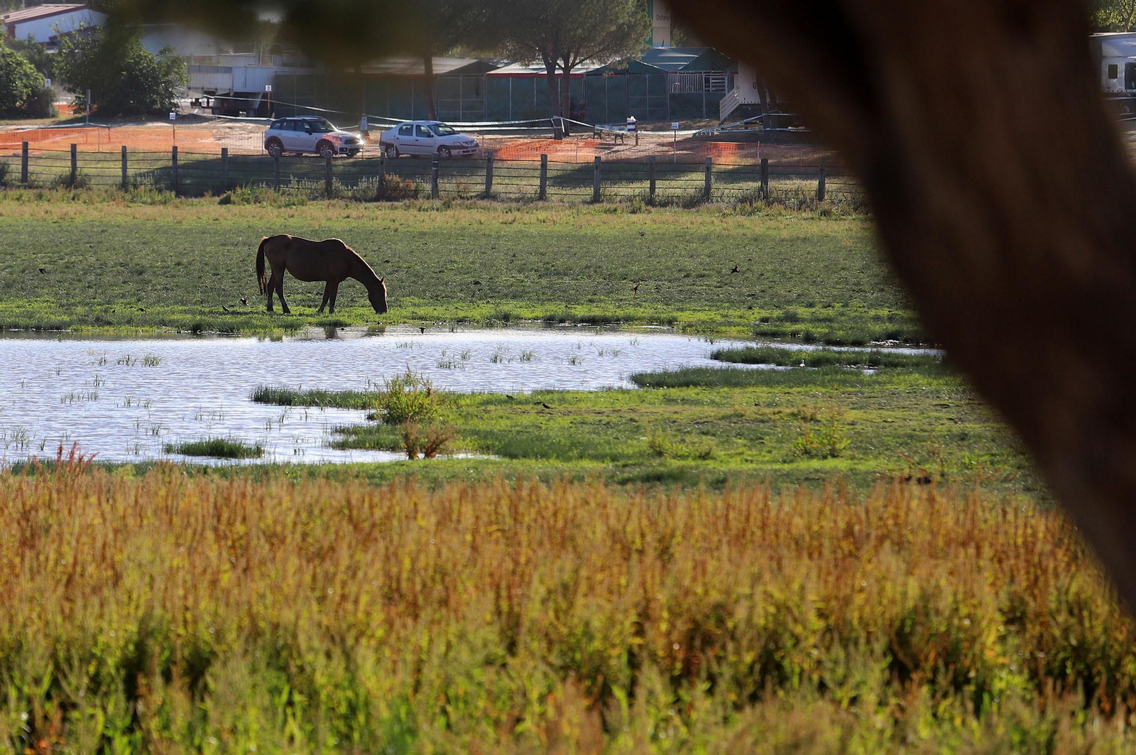 Ambiente en la aldea del Rocío previo a la llegada de las Hermandades, en imágenes