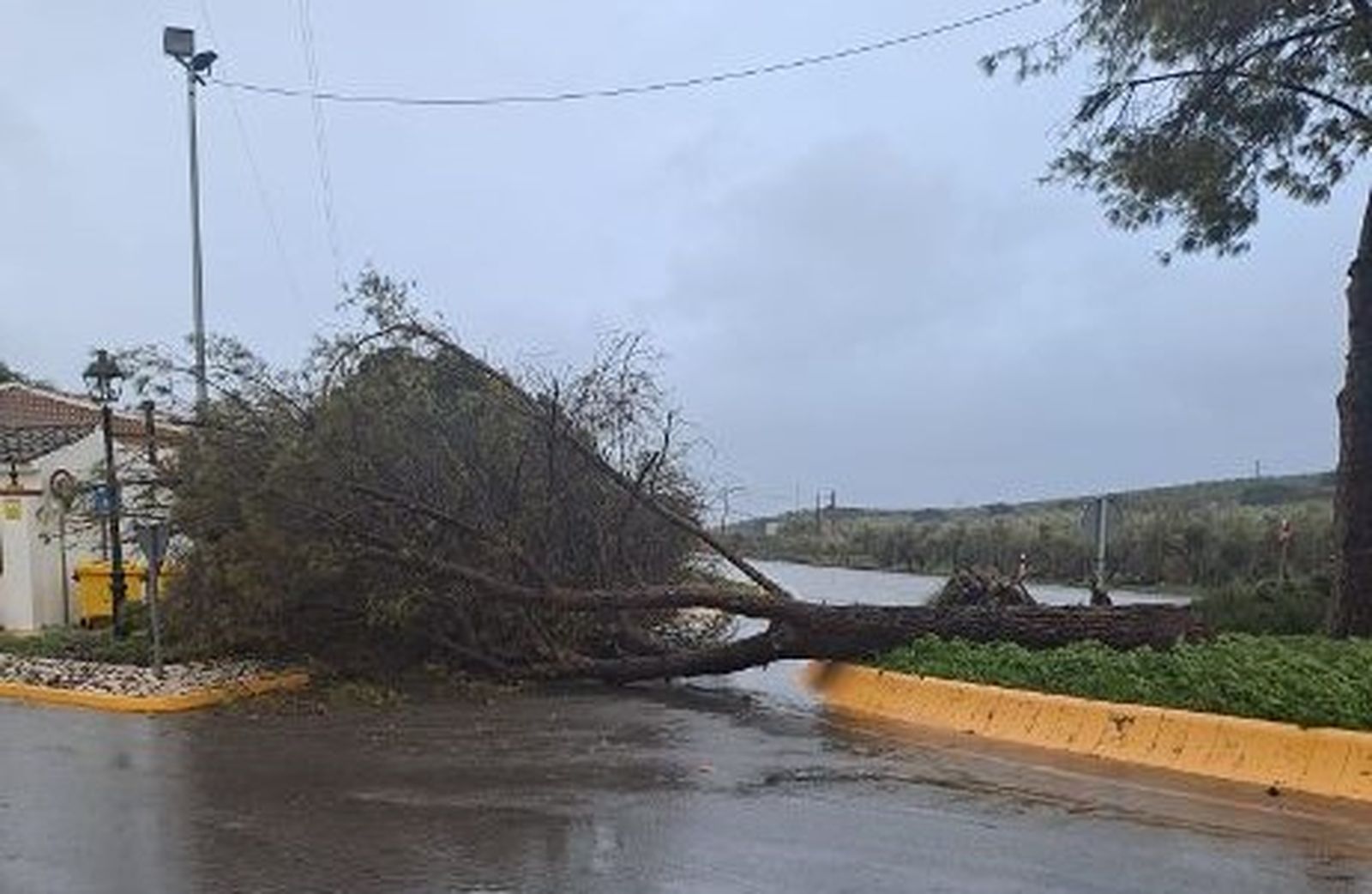 Caída de un árbol en el acceso a la urbanización Cañada de la Plata de Puente Genil.