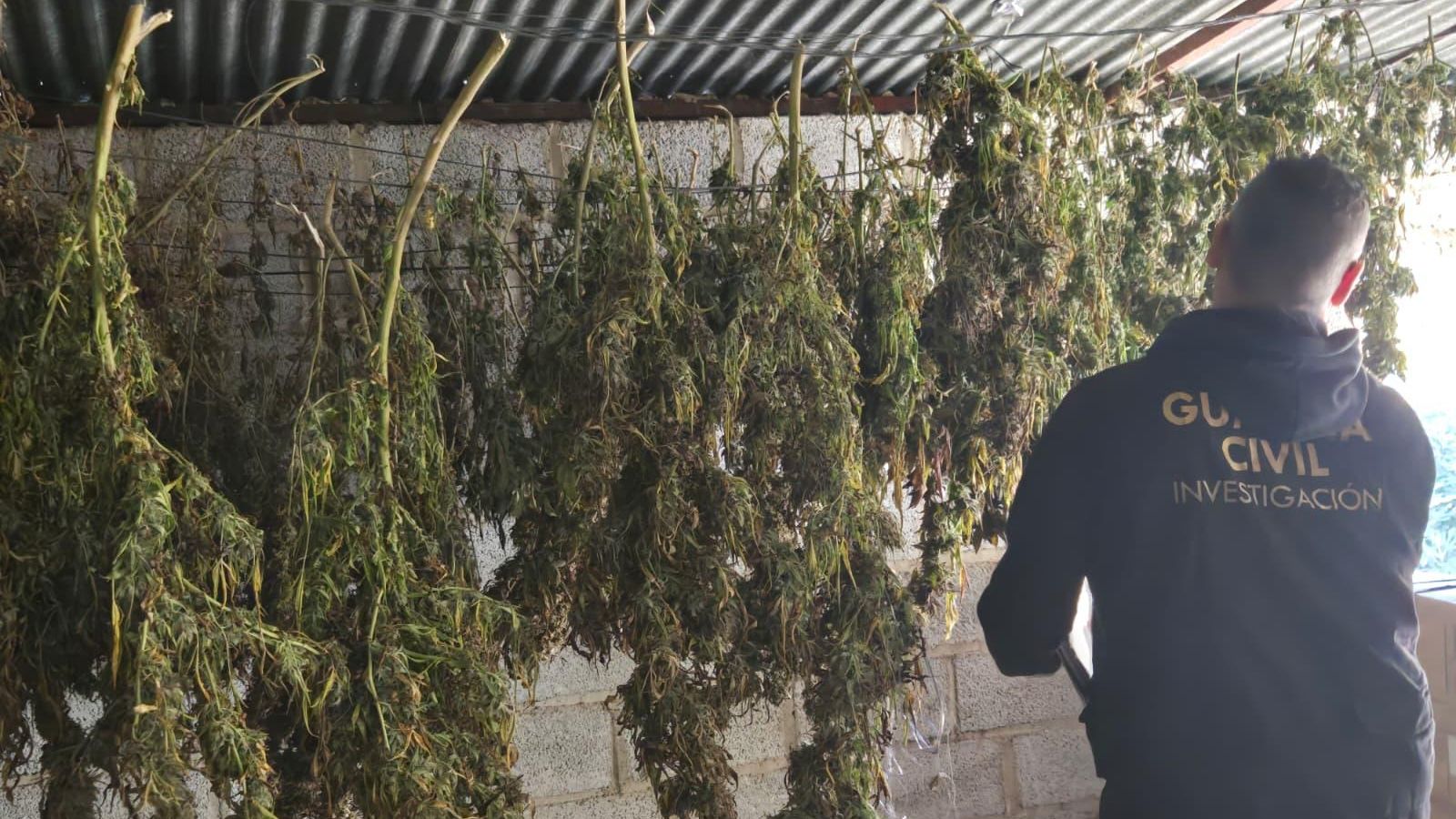 Un agente de la Guardia Civil interviene las plantas