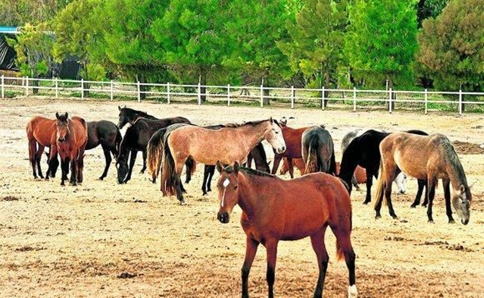 Jerez, sus gentes y sus caballos Jerez, sus gentes y sus caballos